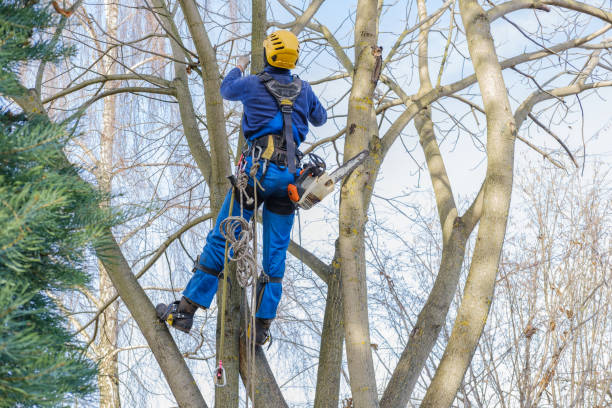 Hartselle, AL Tree Services Company