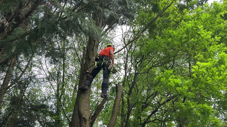 How Our Tree Care Process Works  in  Hartselle, AL