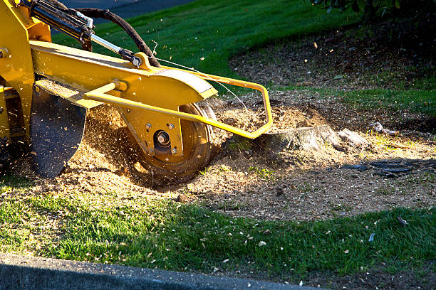 Best Firewood Processing and Delivery  in Hartselle, AL